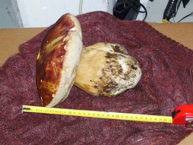 Il Boletus trovato da Chiara Bartolini
