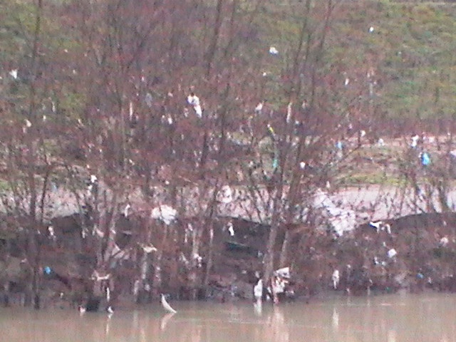 Sacchetti attaccati agli alberi lungo l'Argine dell'Arno a Tinaia di Empoli (foto gonews.it)
