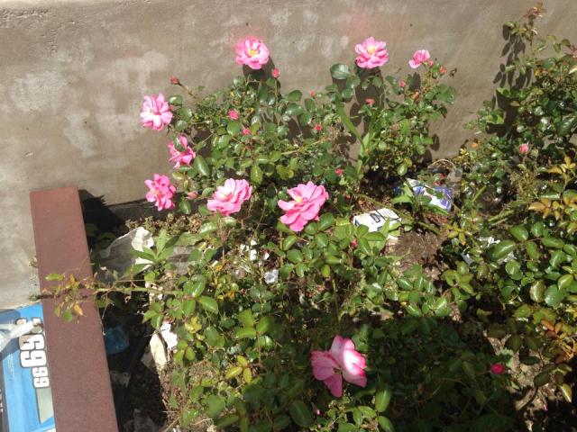 Il degrado il Piazza San Jacopino