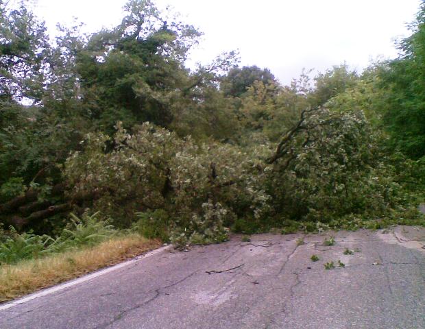 Maltempo, raffiche di vento anche a 120 orari. Alberi caduti su molte strade, anche lungo la 429