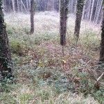 pescia_bosco_pontito_foto_legambiente_7