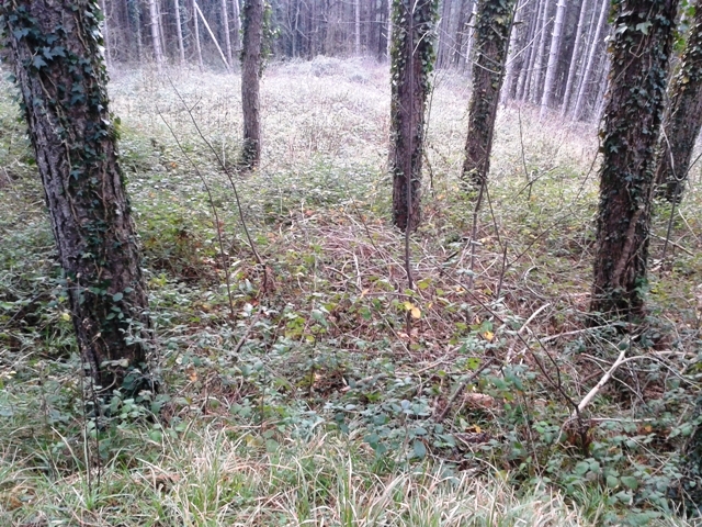 pescia_bosco_pontito_foto_legambiente_7