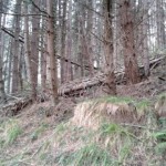 pescia_bosco_pontito_foto_legambiente_7