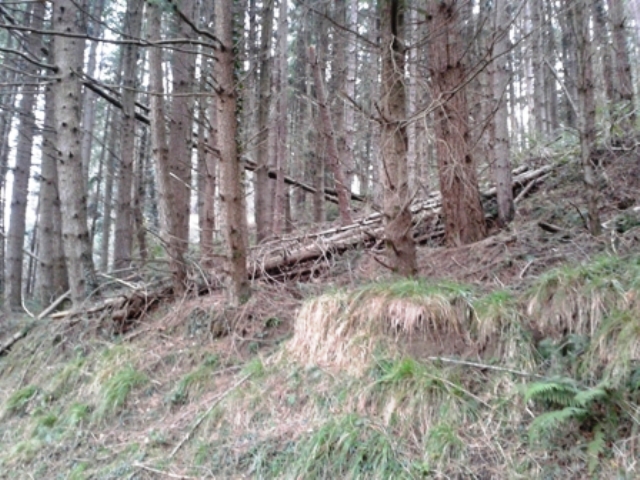 pescia_bosco_pontito_foto_legambiente_7