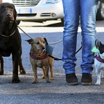 empoli_festa_cane_bastardino_2014_02_23_6