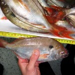livorno_capitaneria_porto_sequestro_pesce_2014_03_05_7