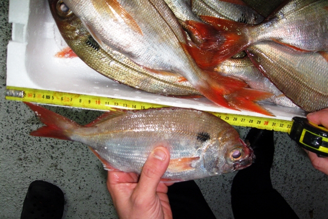 livorno_capitaneria_porto_sequestro_pesce_2014_03_05_7
