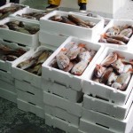 livorno_capitaneria_porto_sequestro_pesce_2014_03_05_7