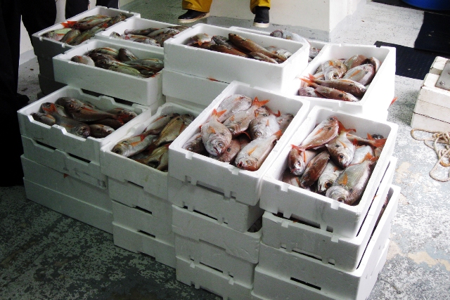 livorno_capitaneria_porto_sequestro_pesce_2014_03_05_7