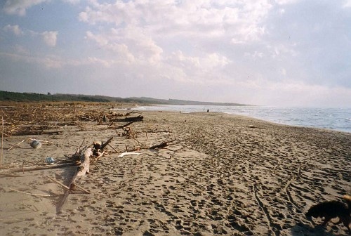 Matrimoni In Spiaggia Il Bando Per Concedere Gli Spazi In