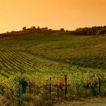 vigneti toscana