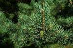 pino_albero_generica_