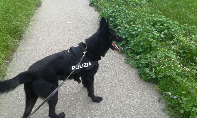 cane_unita_cinofile_polizia_cinofilo_droga